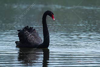 The black swan