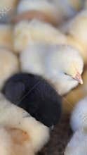 Chicks of different colors in a group