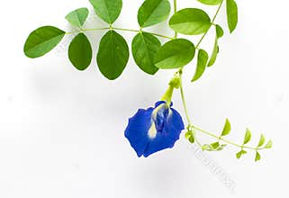 Butterfly Pea