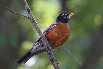 American Robin Perched on a Diagonal Thin Branch 2 - Turdus migratorius
