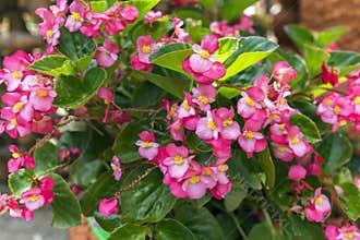 Begonia Semperflorens.