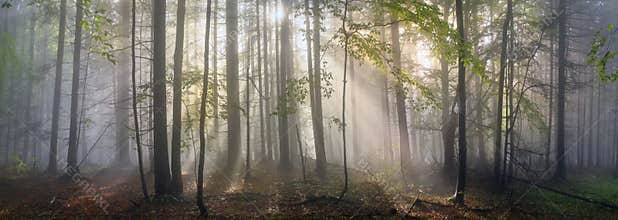 Magic Carpathian forest at dawn