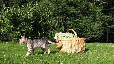 Little kitty cat jump out of wicker basket and walk on meadow