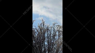 Tree branches covered in thick ice after freezing rain and winter storms.