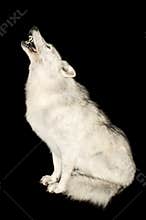 Wolf howling isolated over black