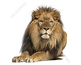 Lion lying down, facing, Panthera Leo, 10 years old