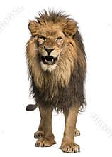 Front view of a Lion roaring, standing, Panthera Leo