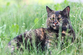 Cute tortoiseshell cat lying in the grass