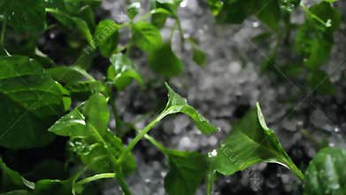 Hailstorm hits garden plants in a suburban backyard during early evening hours