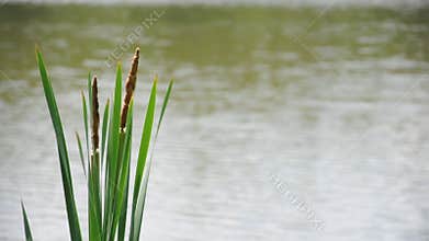 Pond and Cattails