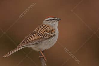 A male family bunting on a branch