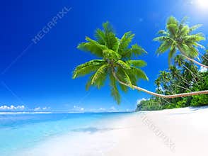 Tropical Paradise Beach with Palm Tree