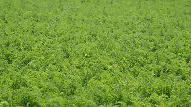 A Beautiful and Vibrant Green carrots Field Full of Lush Vegetation Beneath Clear Sunny Weather