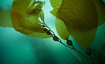 Giant Kelp 2