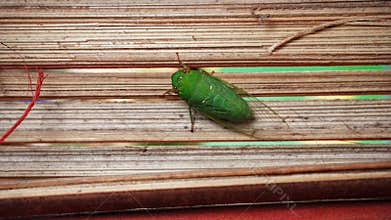 katydids stick to bamboo crafts