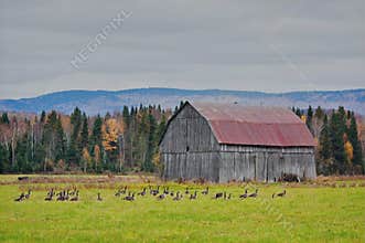 Une vielle grange dans un champ, dans les Laurentides, Quebec, Canada