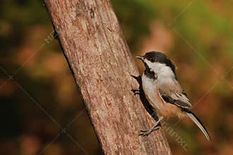 A titmouse on a dead branch