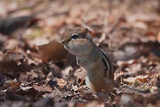 A little Swiss who has the bagoux full in the leaves