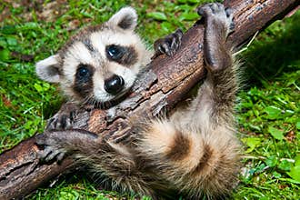Baby Raccoon Learning to climb.