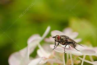macro of a red-eyed golden fly
