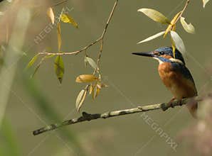 Common kingfisher (Alcedo atthis) close-up portrait