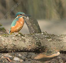 Common kingfisher (Alcedo atthis) close-up portrait