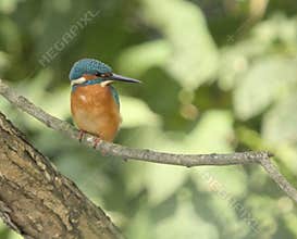 Common kingfisher (Alcedo atthis) close-up portrait