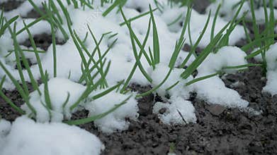 Snow blankets young onion blades