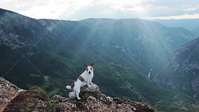 Jack Russell standing on cliff during sunset
