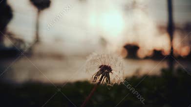 Close up of a dandelion in front of a so