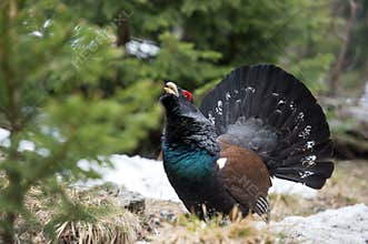 Western Capercaillie - Tetrao urogallus