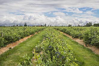 Farm Land
