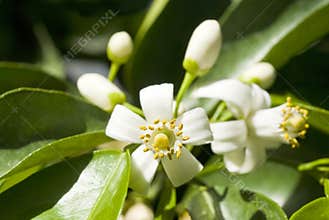 Orange Tree Blossoms