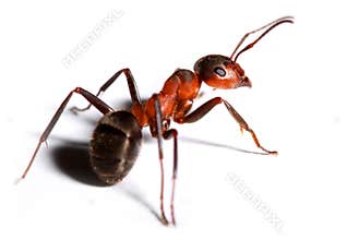 Big red ant.