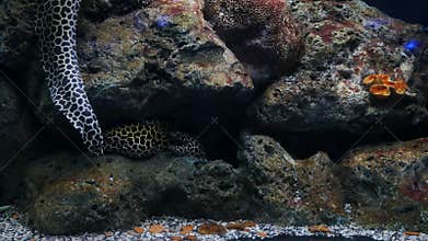 Sea eels in fish tank, Aquarium decoration. Moray Eel in fish tank