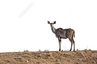 Greater kudu isolated in white background