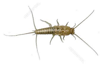 Silverfish