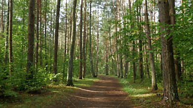 Steadicam shot thru green forest. Stabilized video of summer walk in forrest.