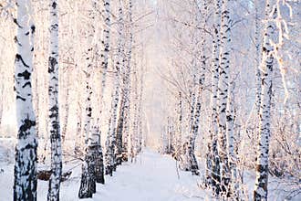 Snow covered trees in the forest. Winter landscape