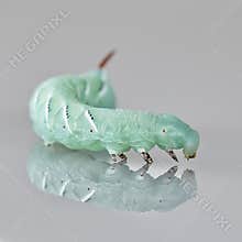 Tobacco hornworm Manduca sexta on moonflower leaf