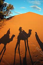 Camel caravan shadows