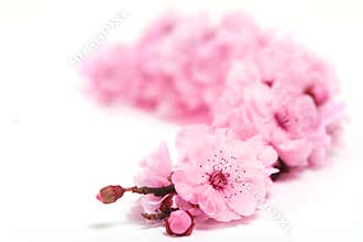 Cherry Tree Blossoms of Spring With Extreme Depth