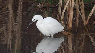 Little egret, Egretta garzetta