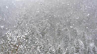 A big snowstorm is blowing in the wind. It is snowing in the autumn evening against the background of the forest slow