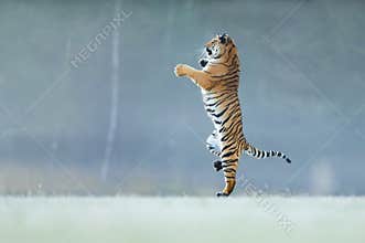 Tiger standing on back paws. Not typicall pose for big cat. Dancing tiger. Amur tiger. Panthera tigris altaica.