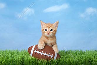 Orange tabby kitten with football in grass