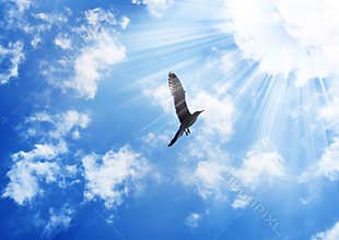 Bird flying to the sun