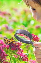 Look in a magnifying glass butterfly sits on flowers. selective focus