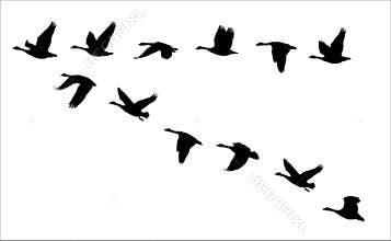 Flock of flying canadian geese Canada Goose