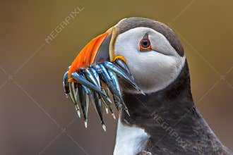 Puffin with beak full of fish